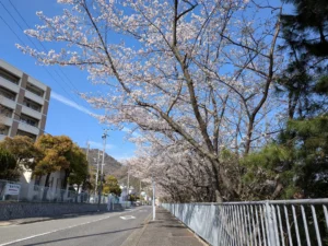 桜並木の植樹・保護